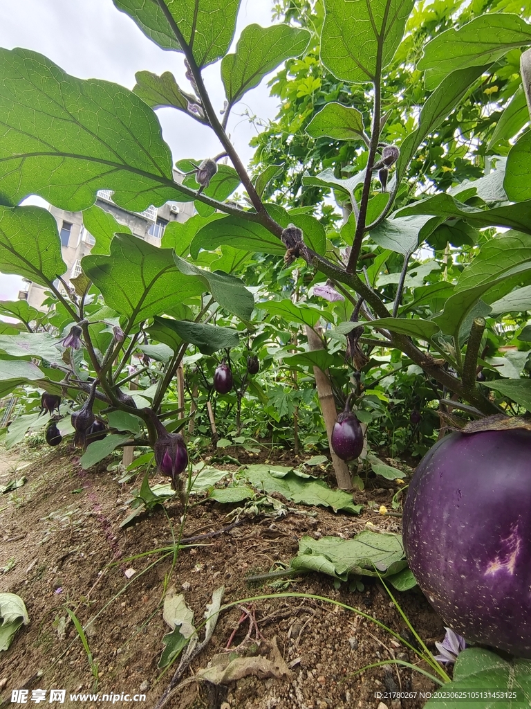 种茄子
