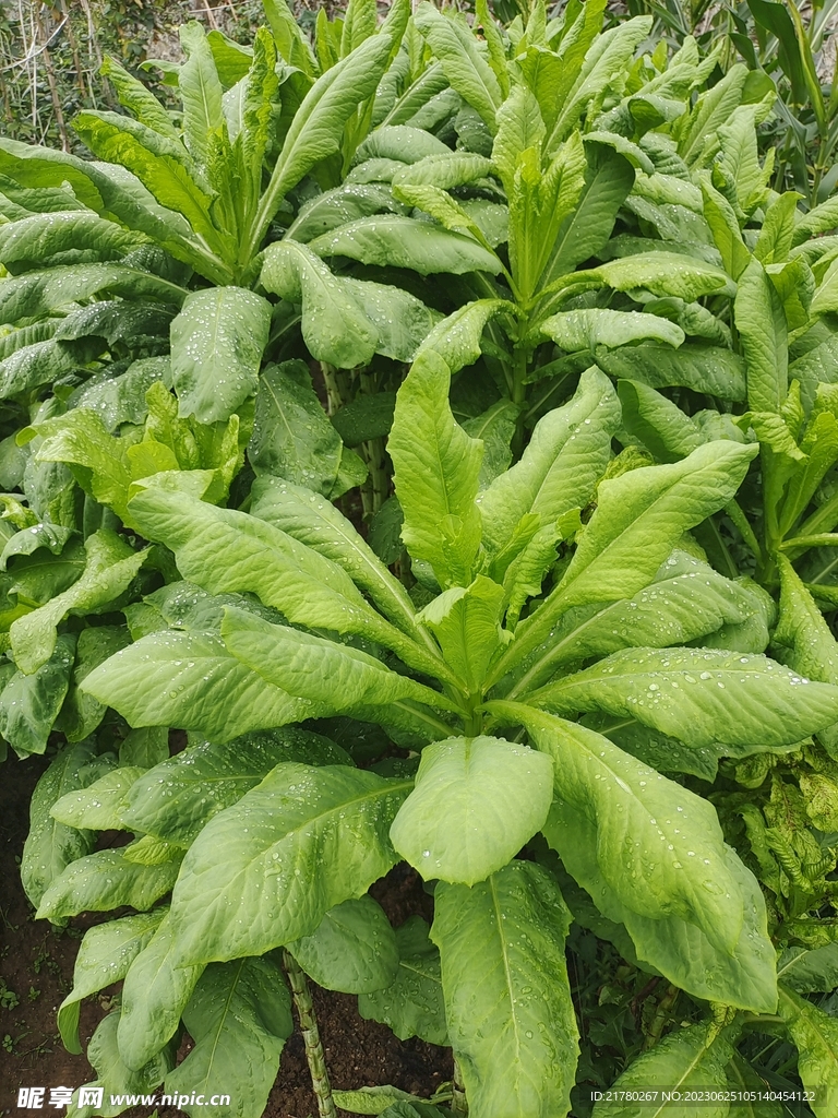 莴苣