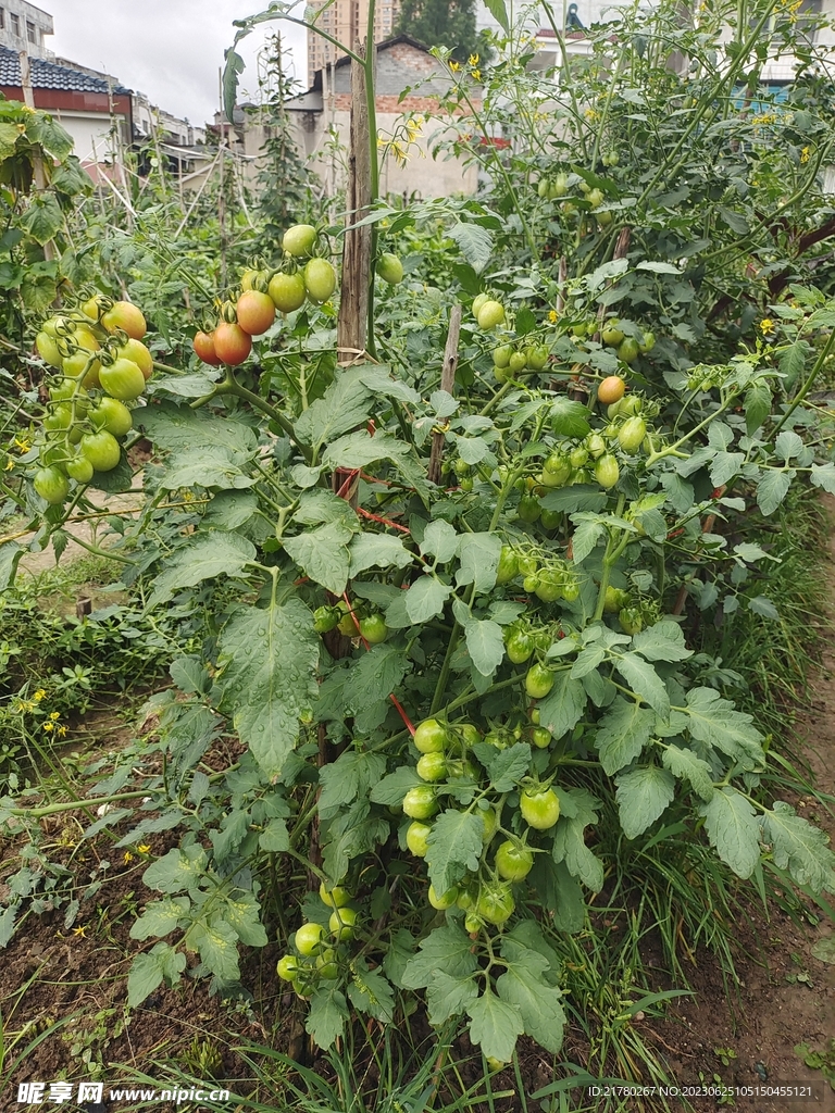 种西红杮 千禧果 