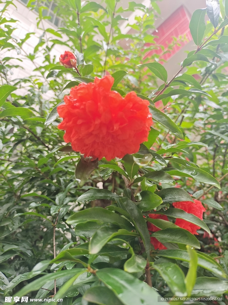 红石榴花