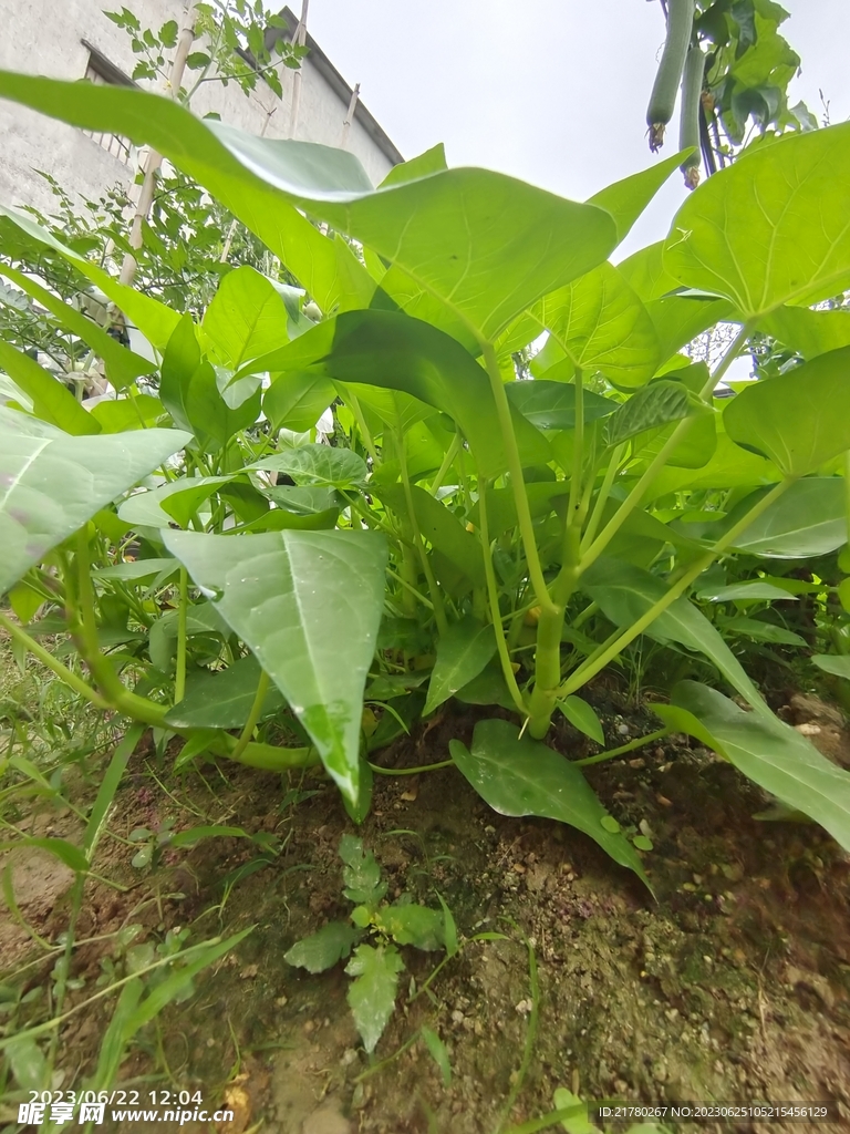 空心菜