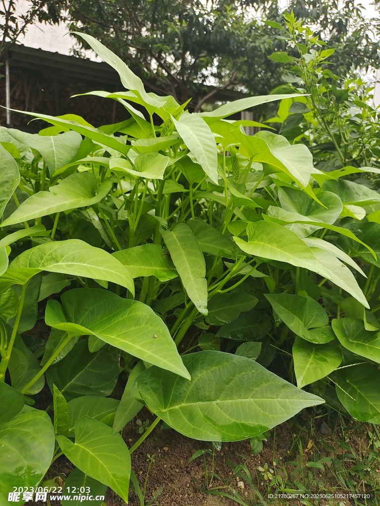 空心菜 青菜