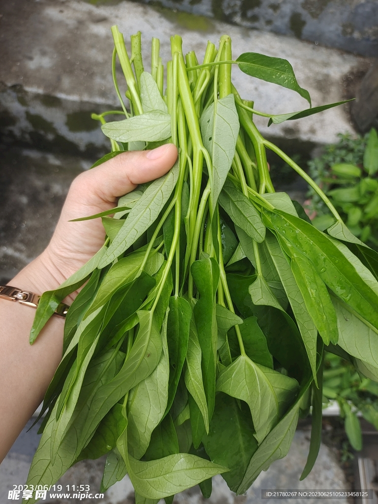 一把空心菜