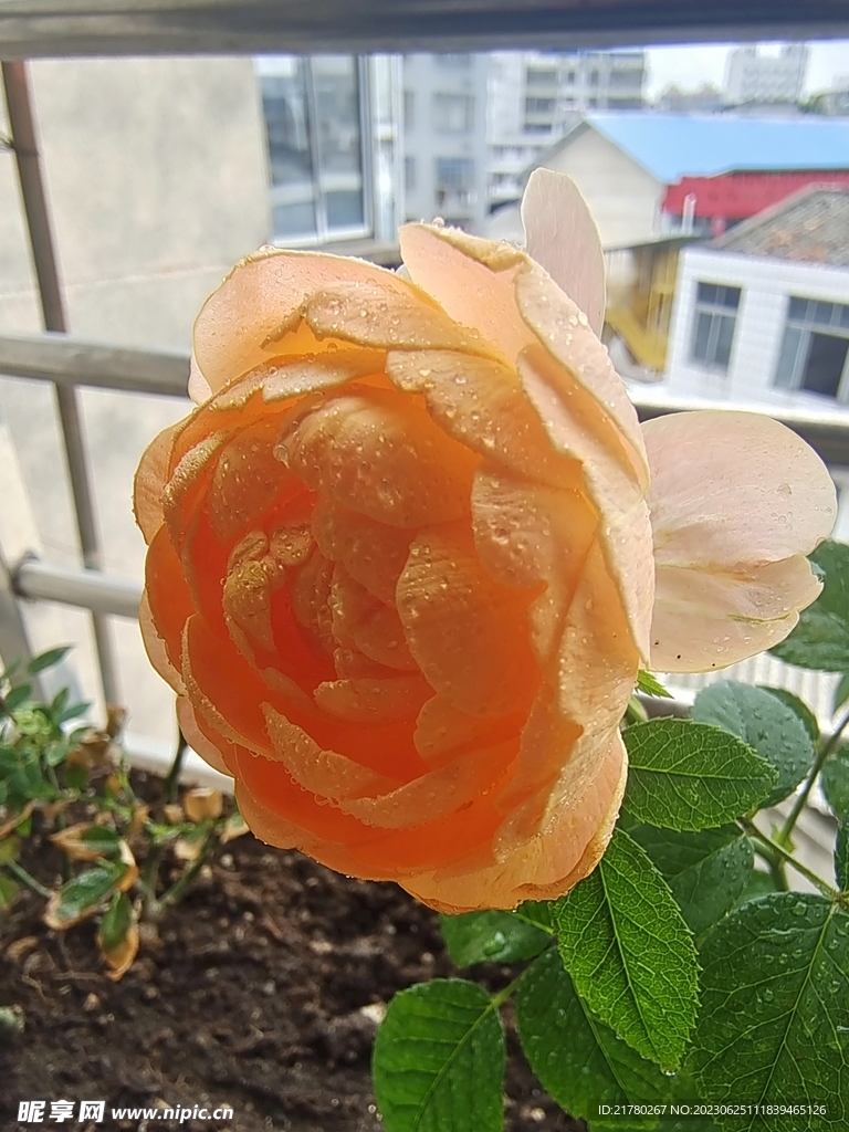 月季花开