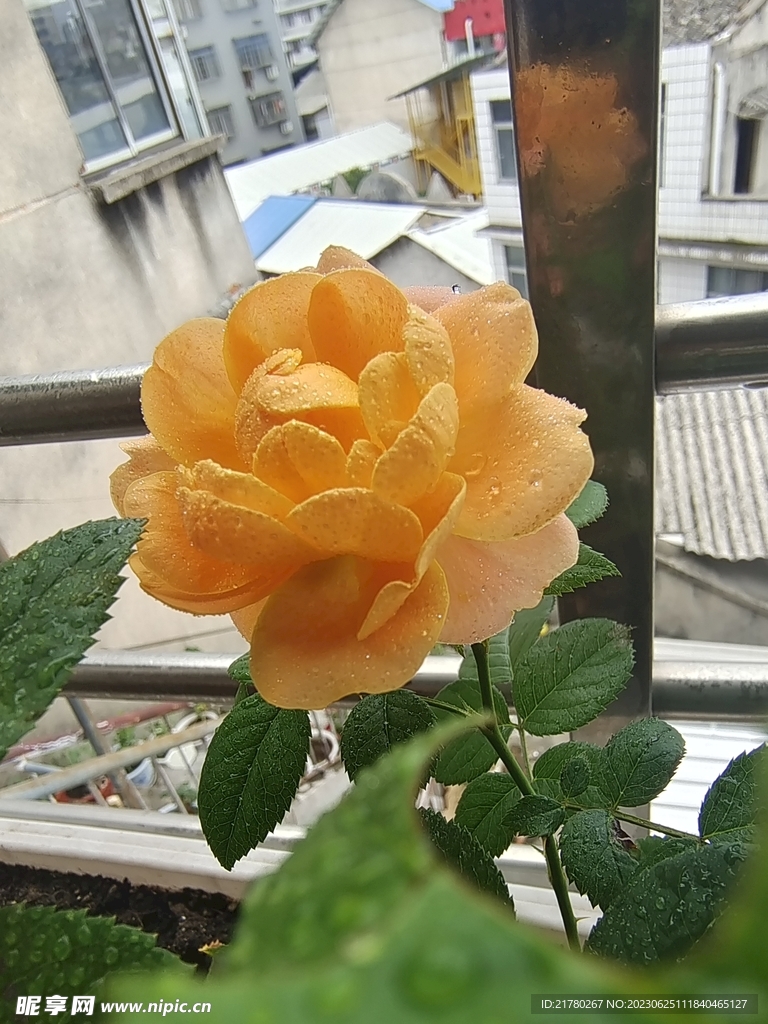 阳台月季