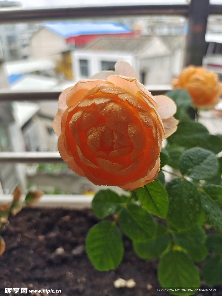 月季