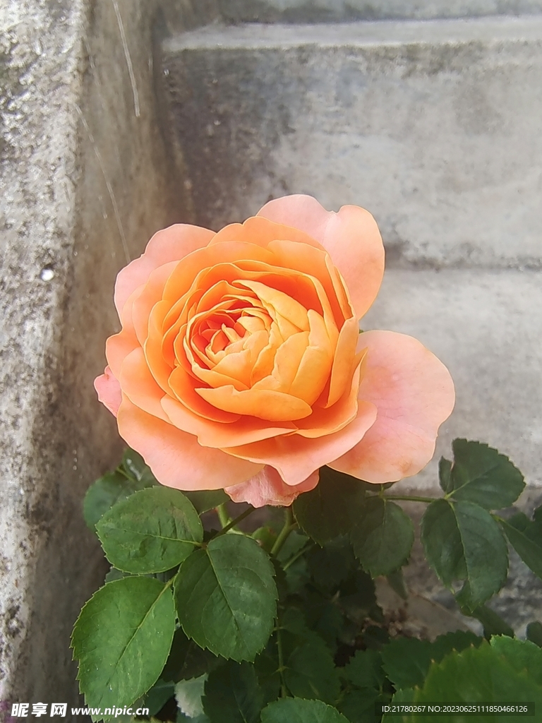 月季开花 一朵月季