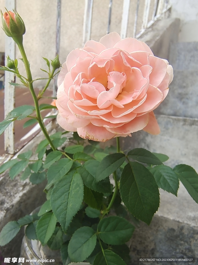 肉粉月季花