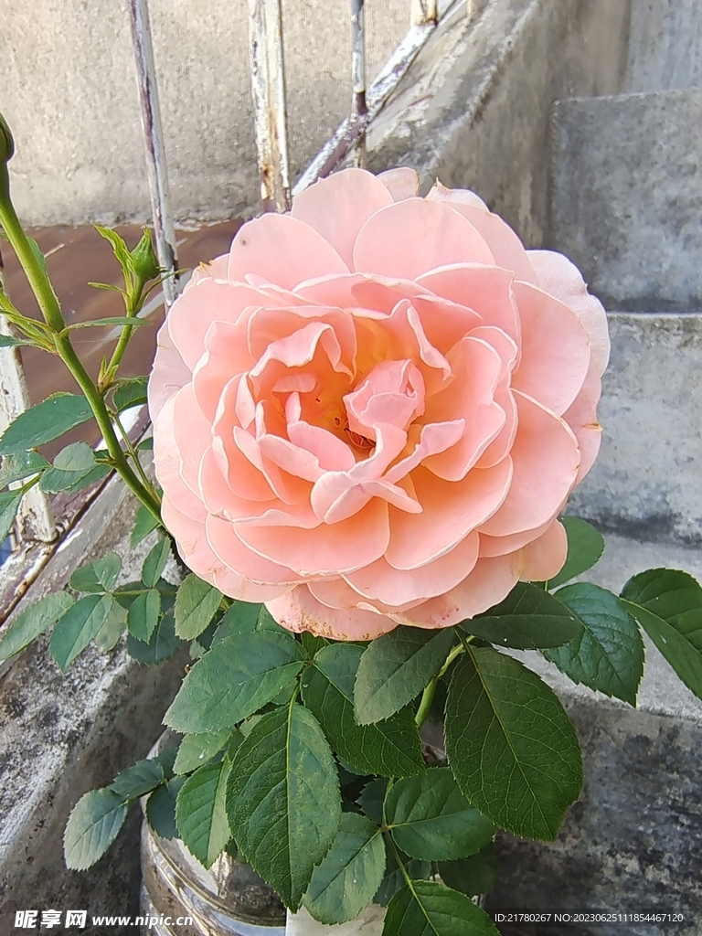 肤色月季花