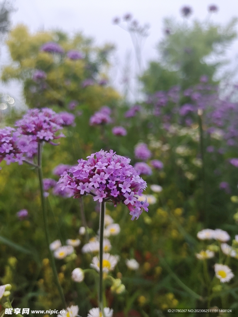 马鞭草花