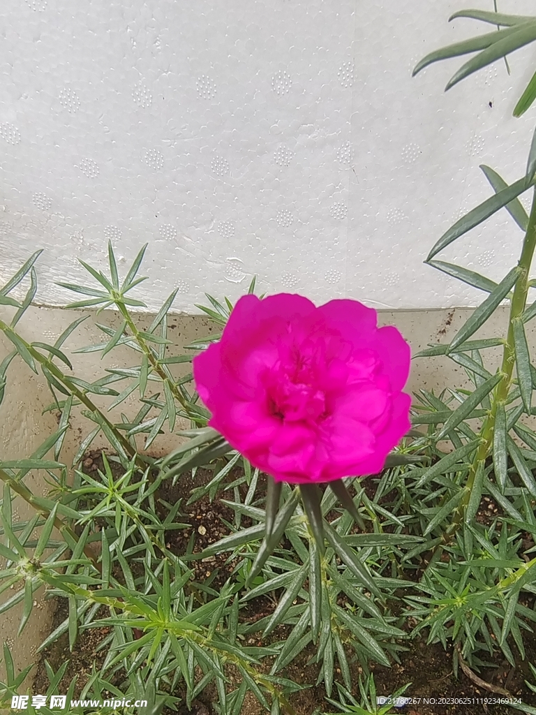 太阳花