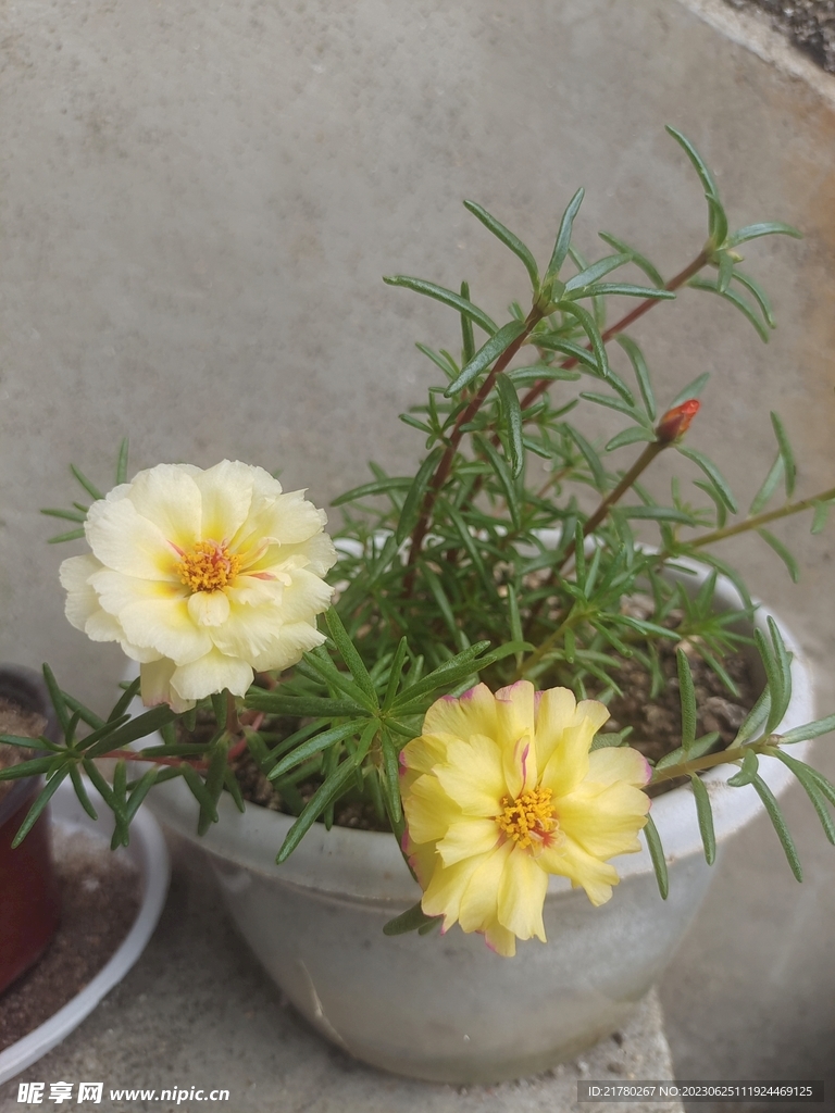 太阳花