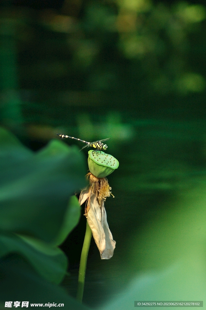 蜻蜓高清图
