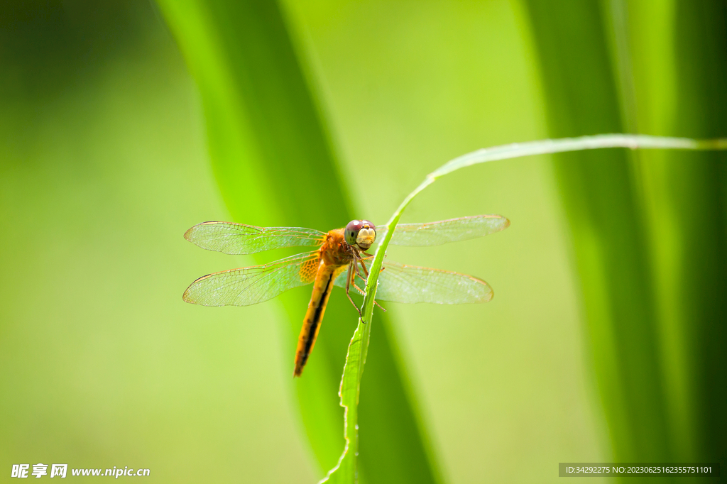蜻蜓高清图