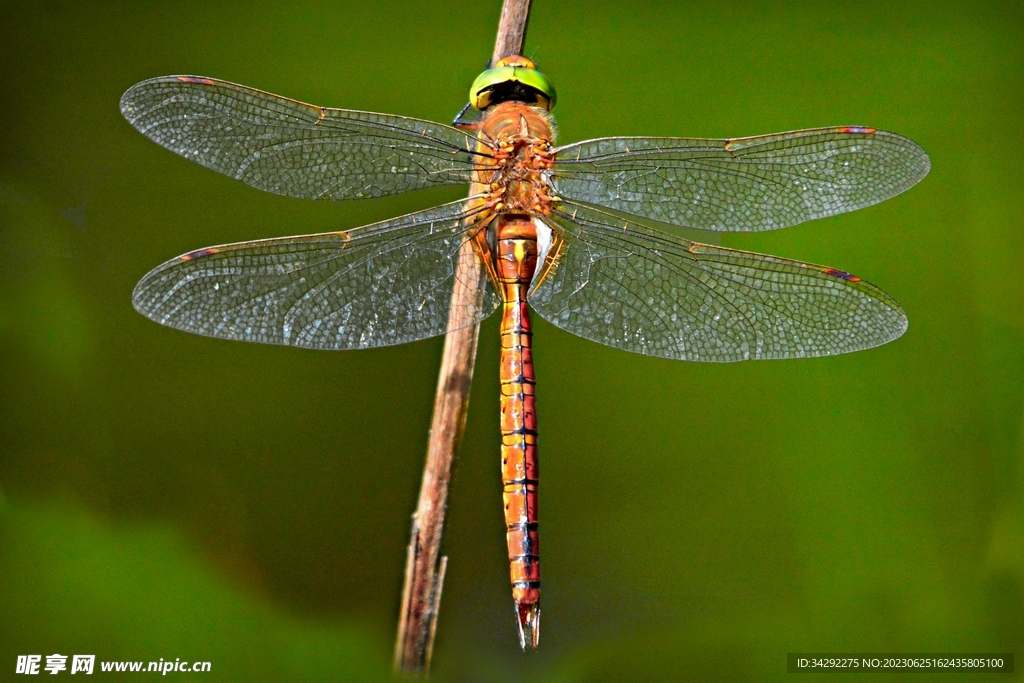 蜻蜓高清图
