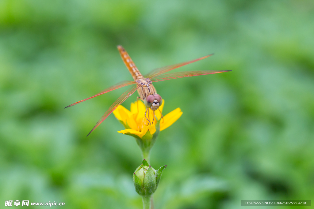 蜻蜓高清图