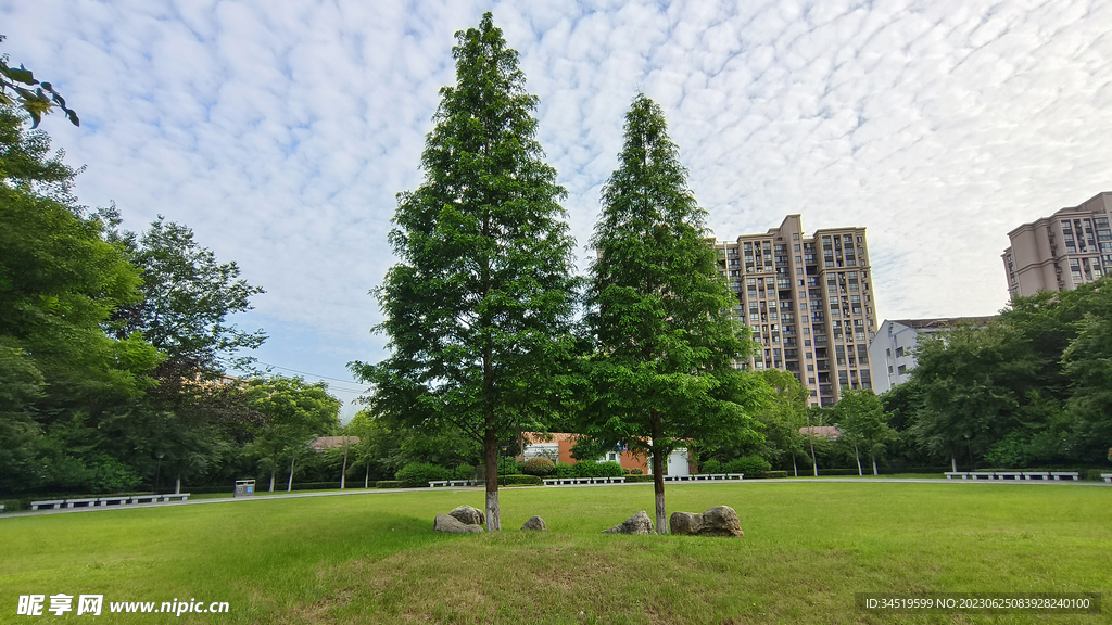 蓝天公园绿树草地