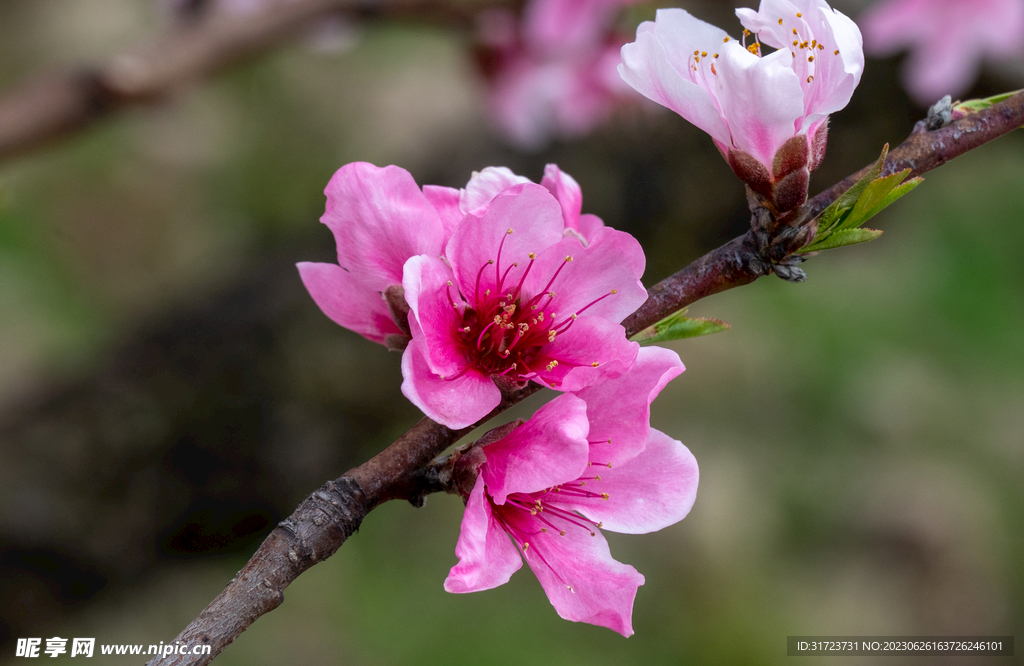 桃花