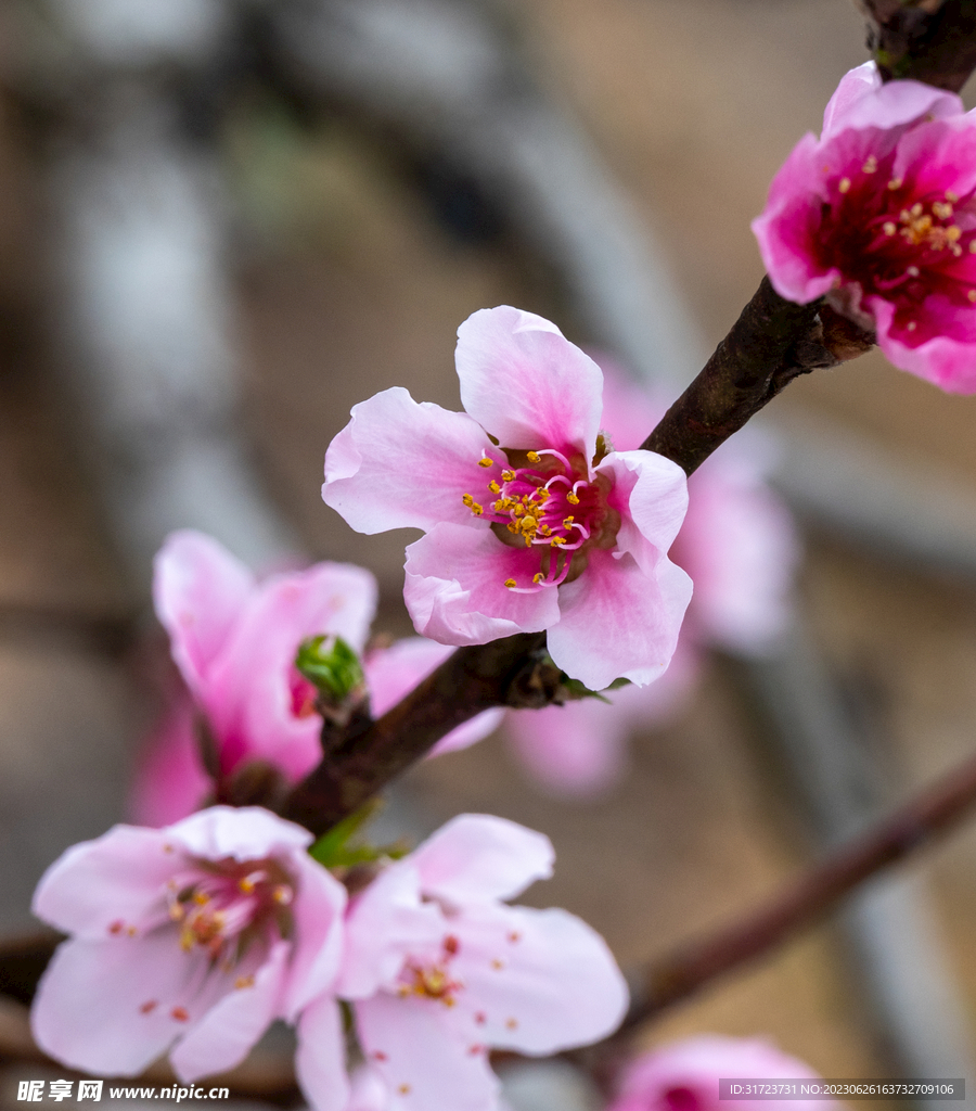 桃花