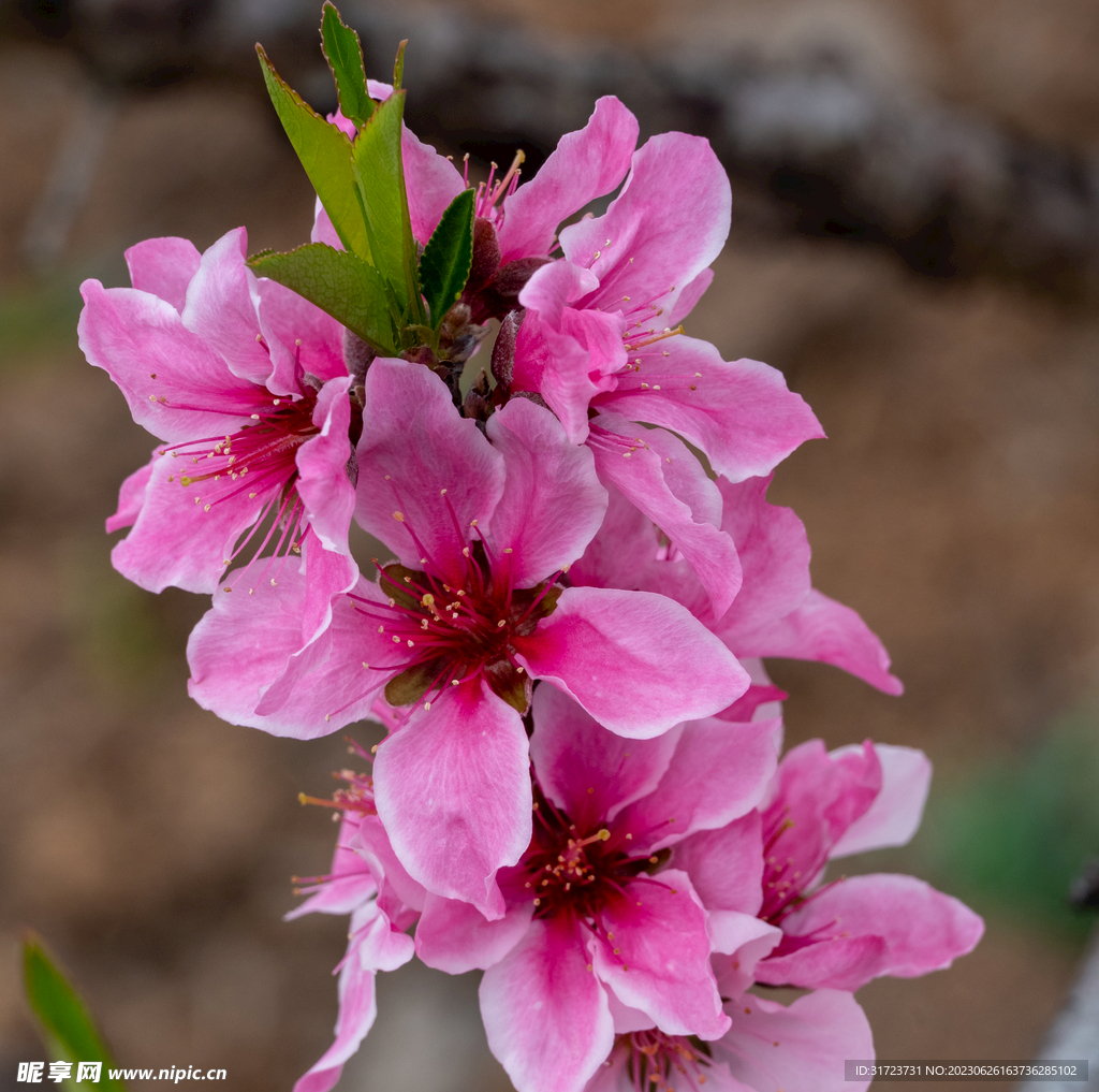 桃花 