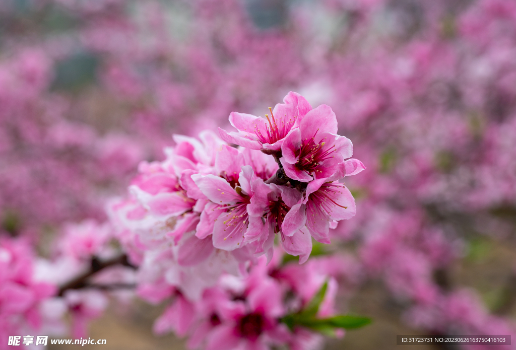 桃花