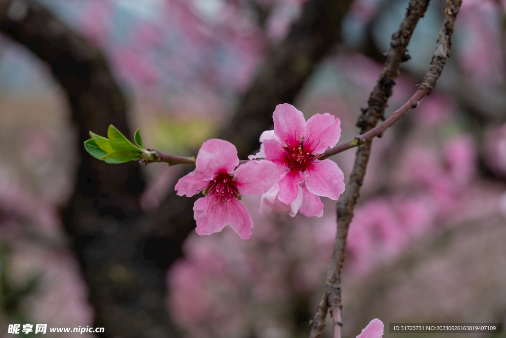 桃花 