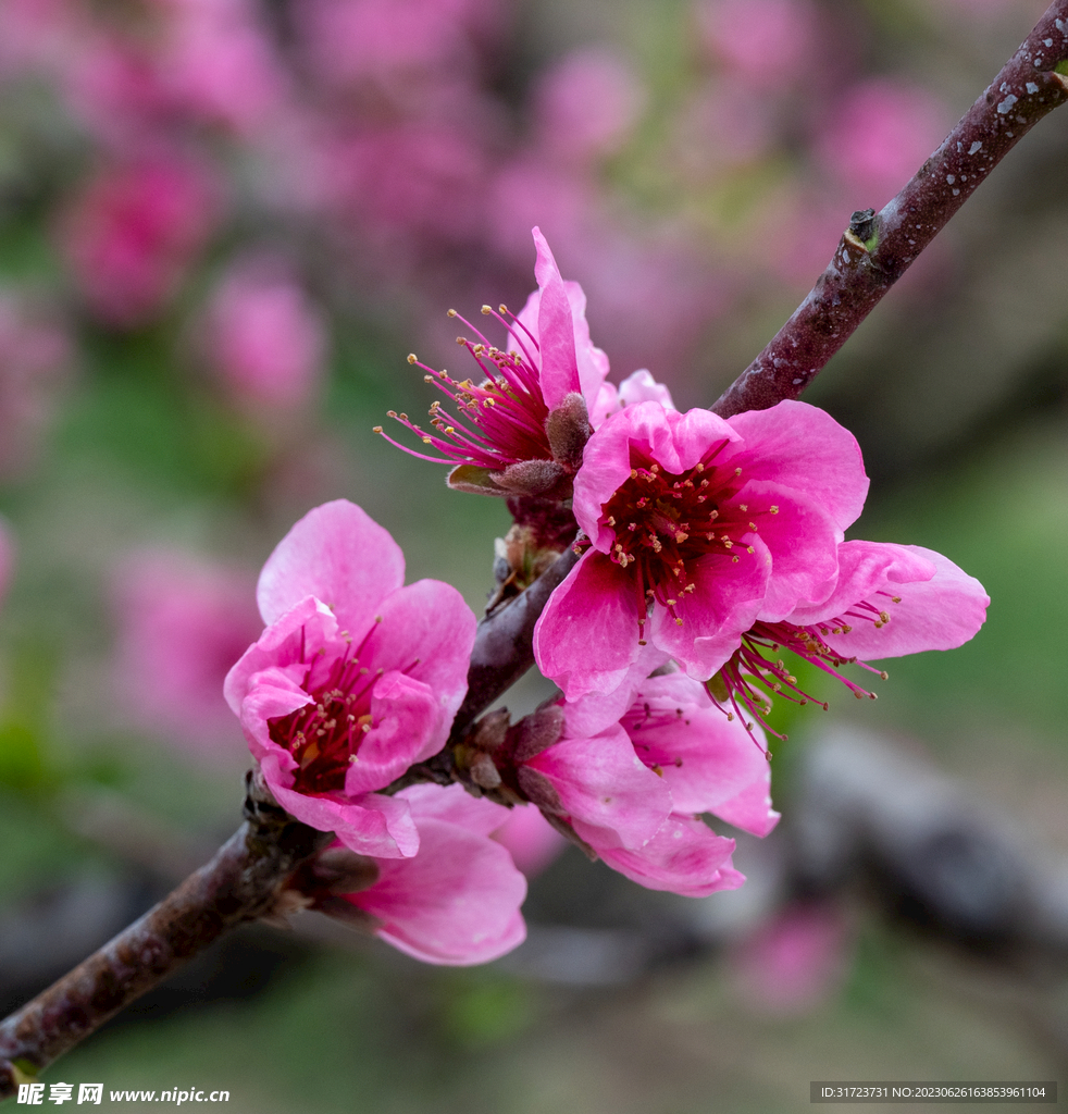 桃花