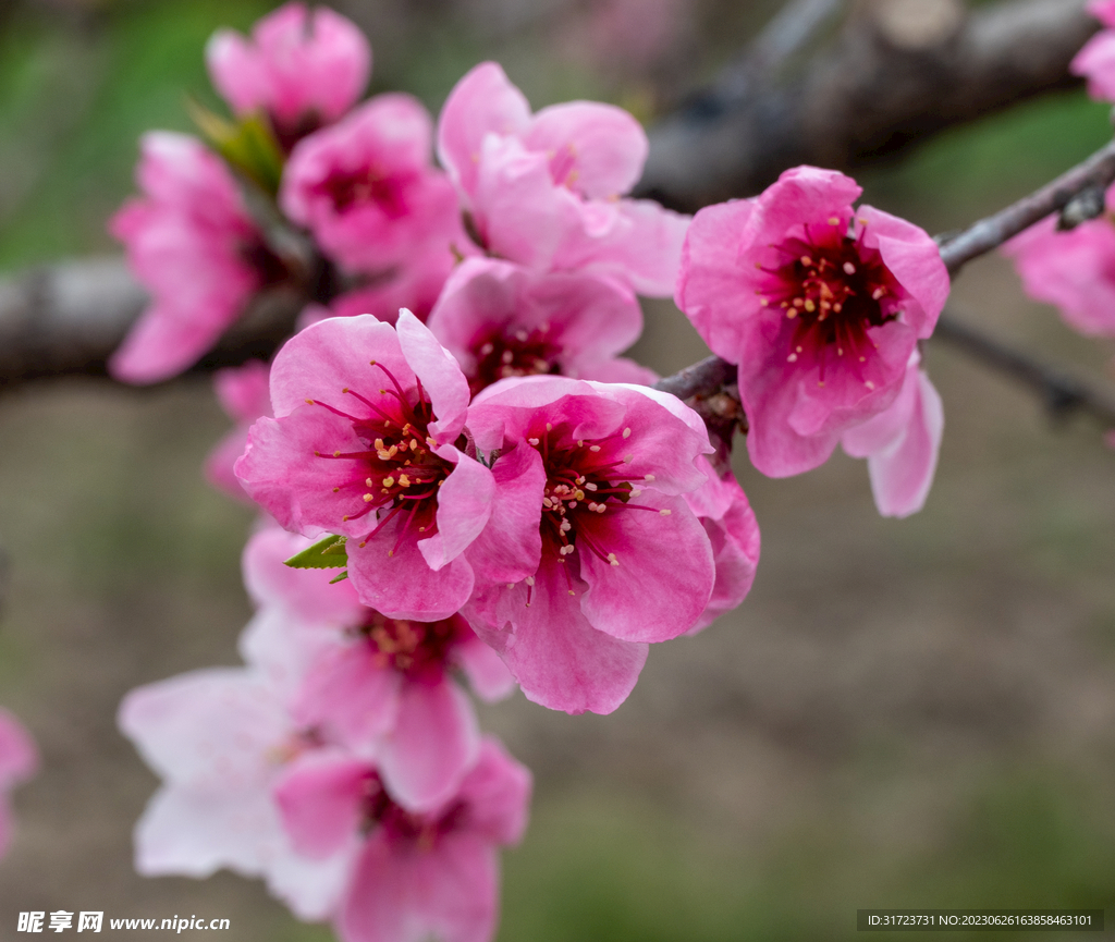 桃花