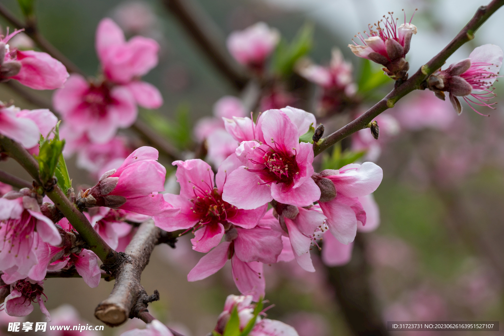 桃花