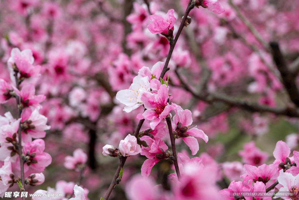 桃花