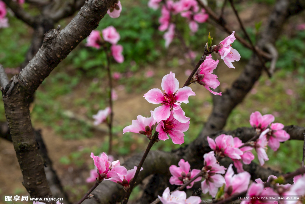 桃花