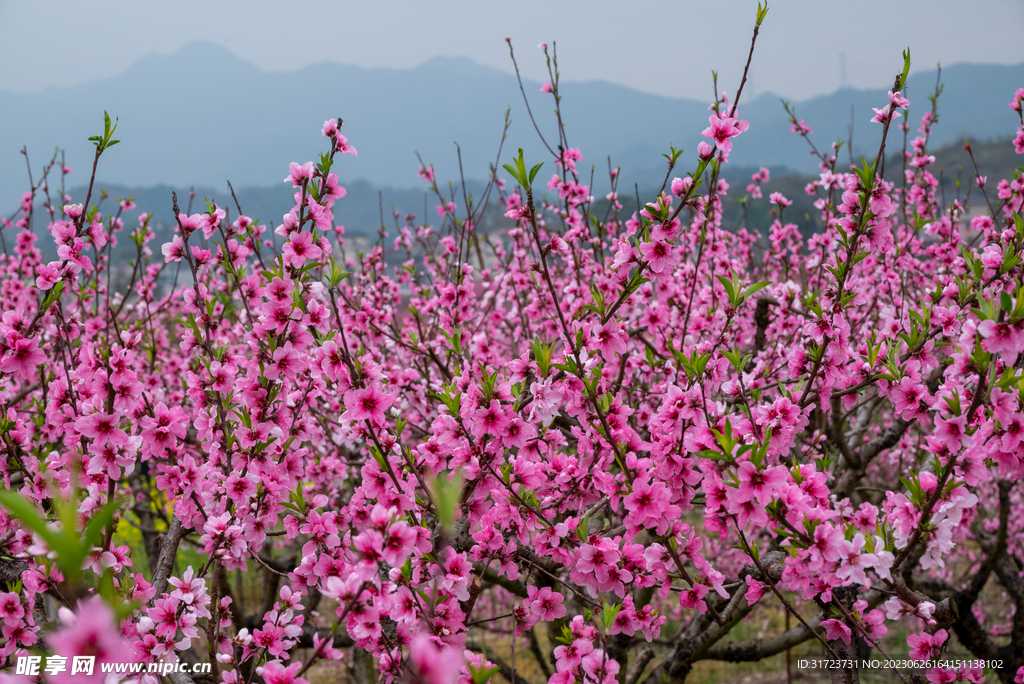 桃花 
