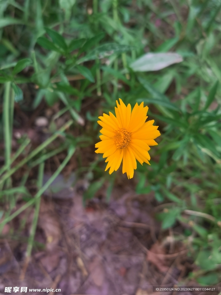 金鸡菊