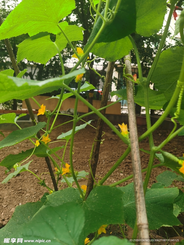 黄瓜花