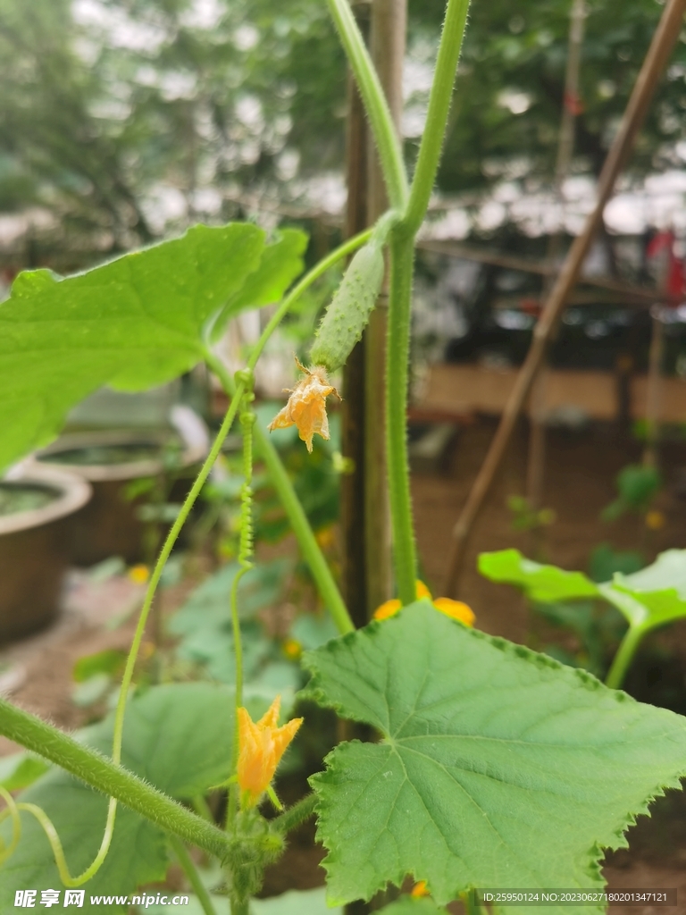 黄瓜花
