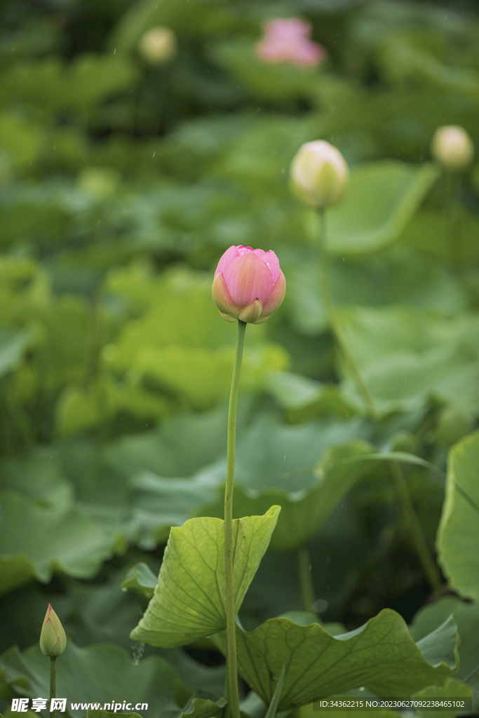 含苞欲放的荷花