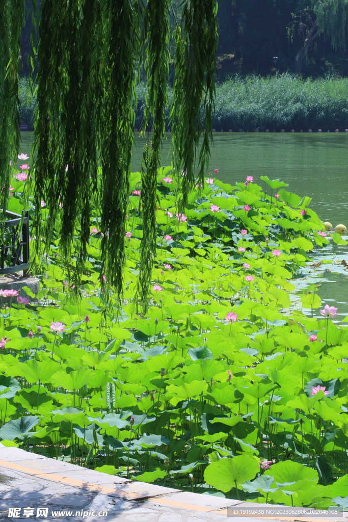 陶然亭风景 
