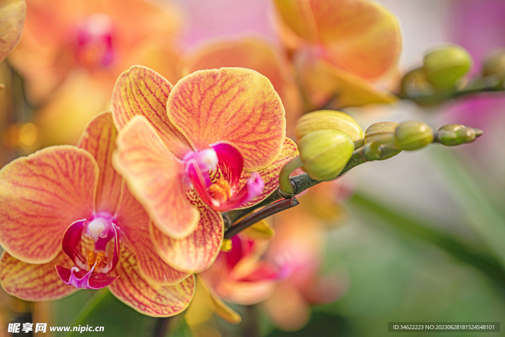 一枝花