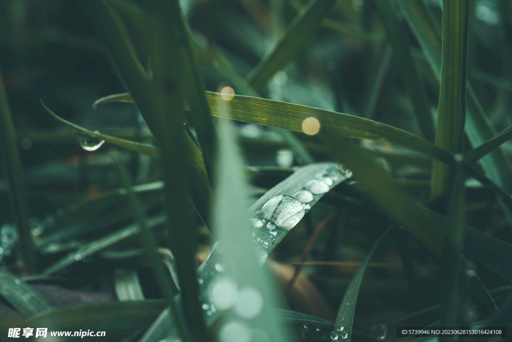 雨后草地