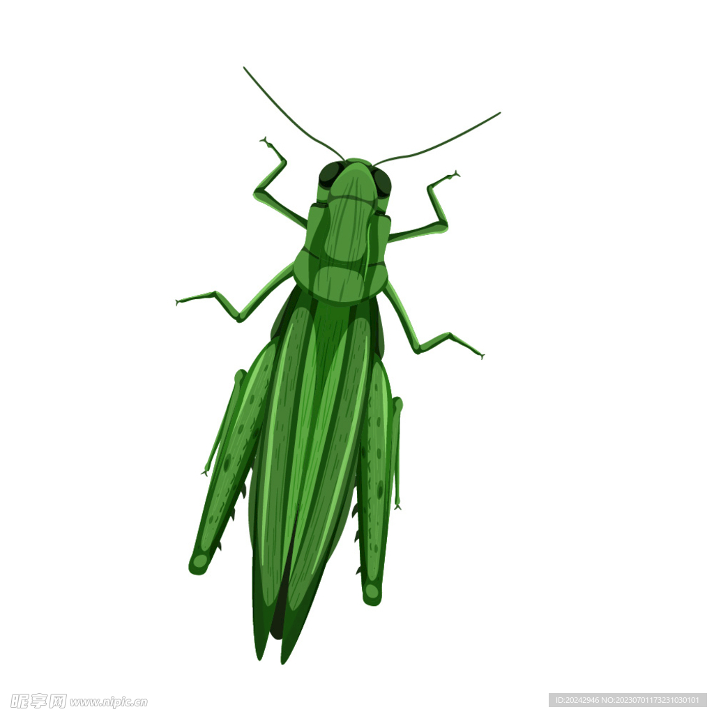 蝗虫