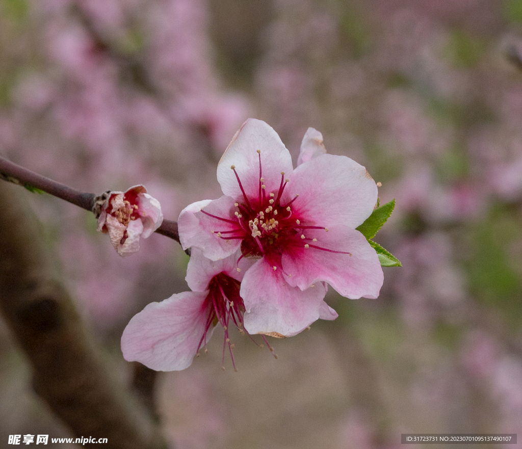 桃花