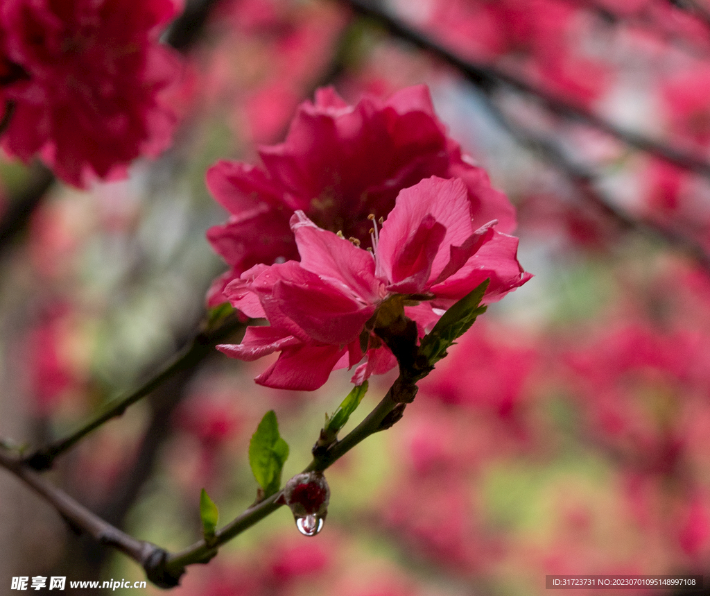 桃花