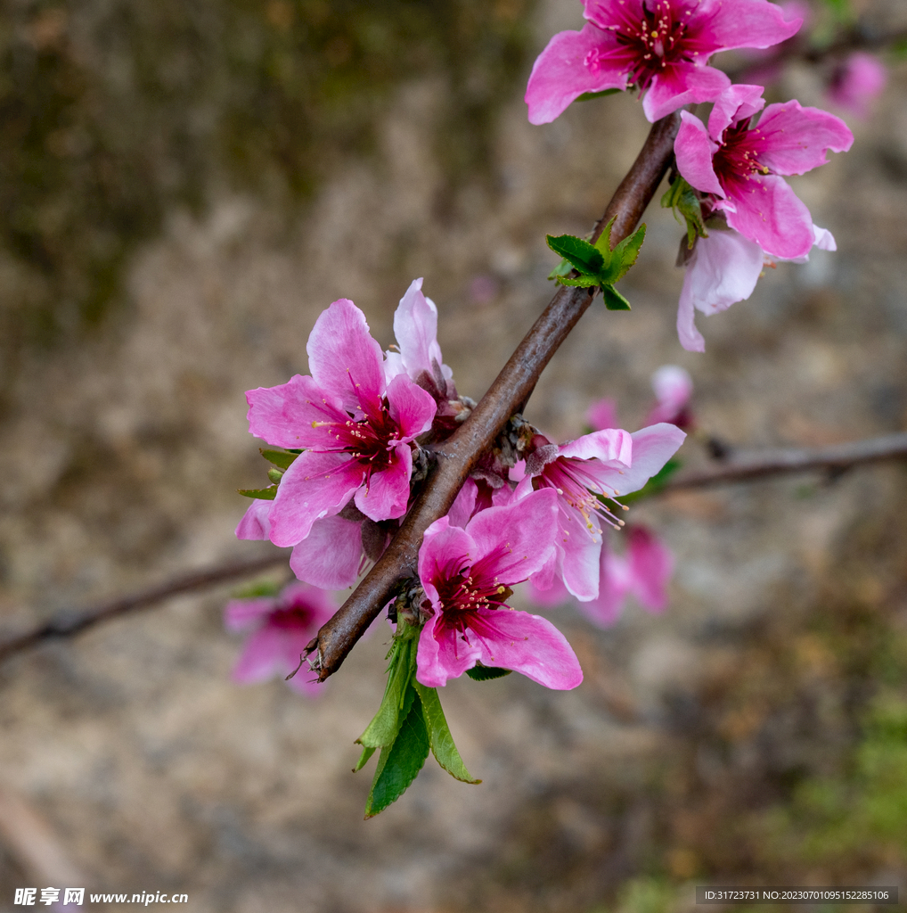 桃花