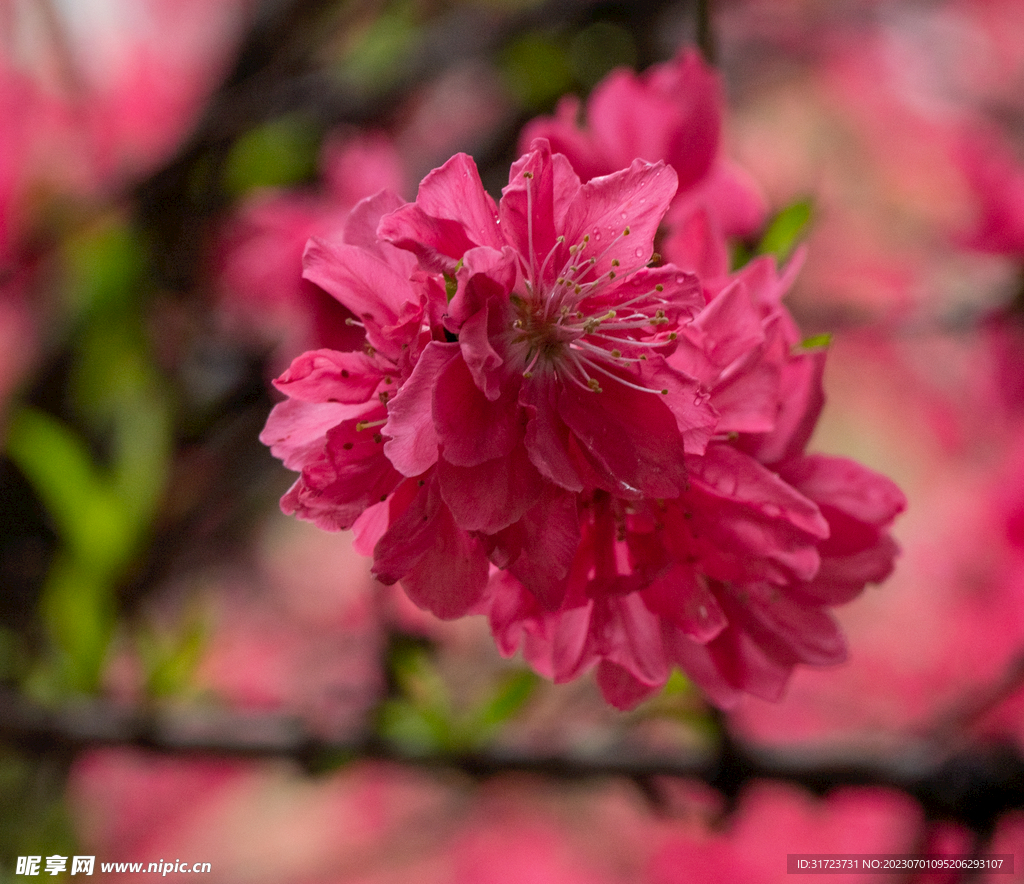 桃花