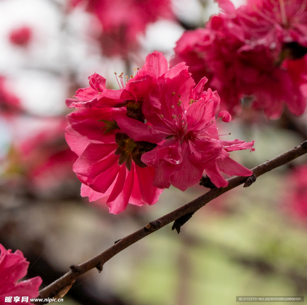 桃花