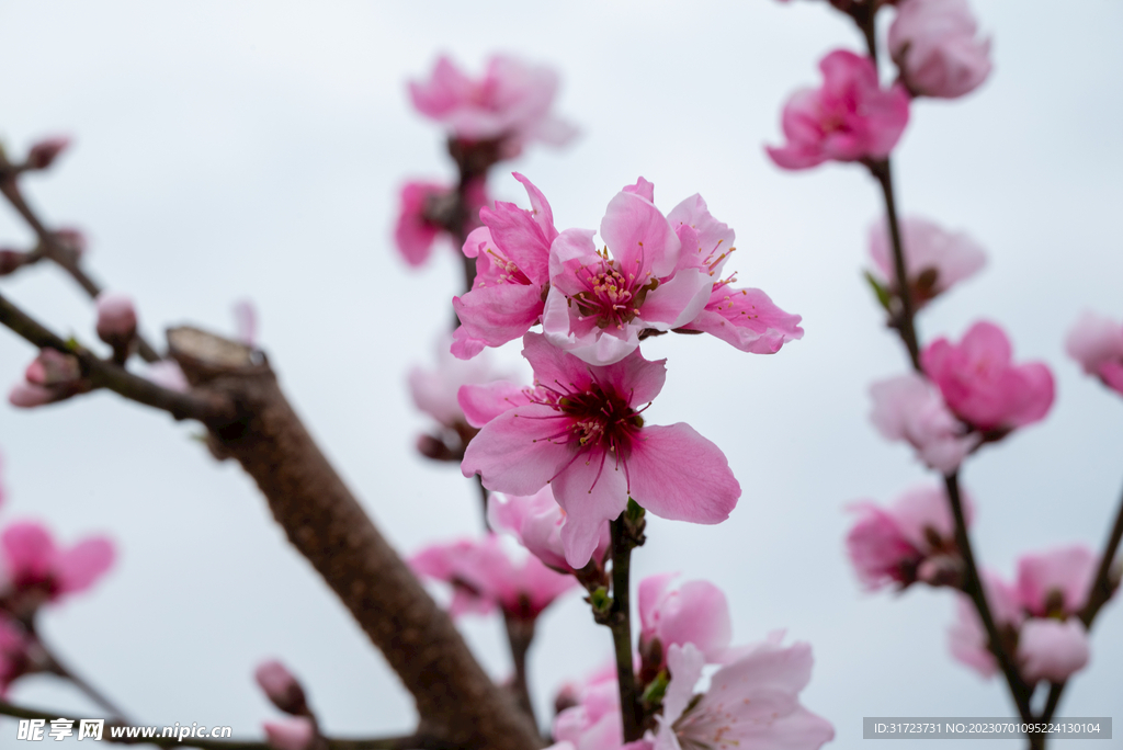 桃花