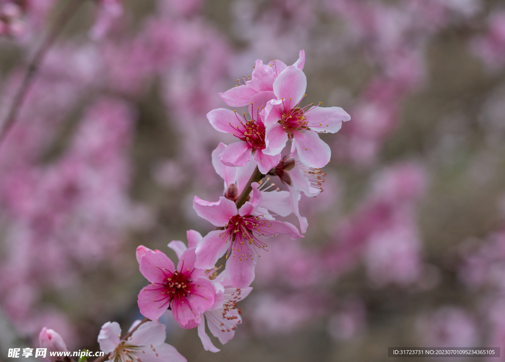 桃花