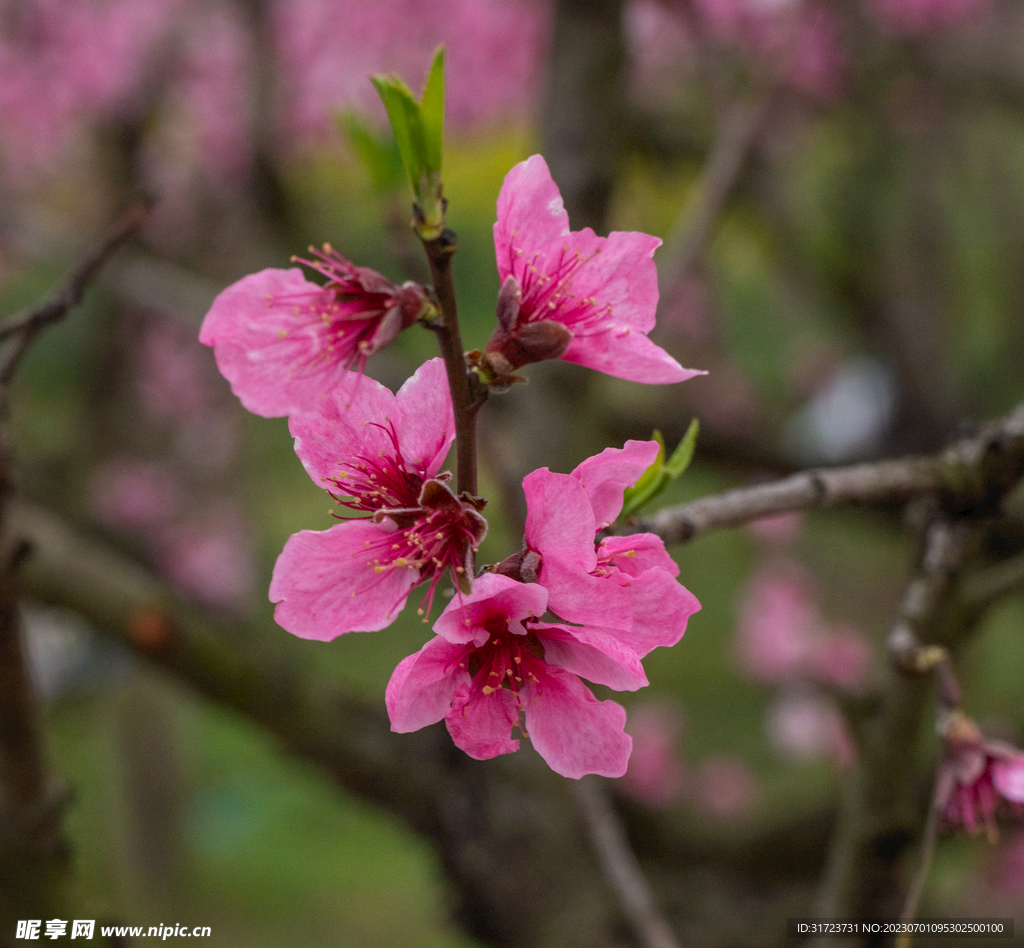 桃花 