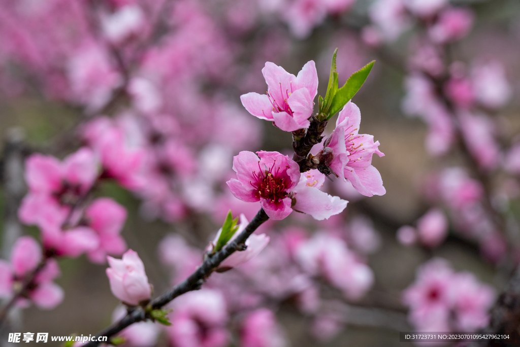 桃花