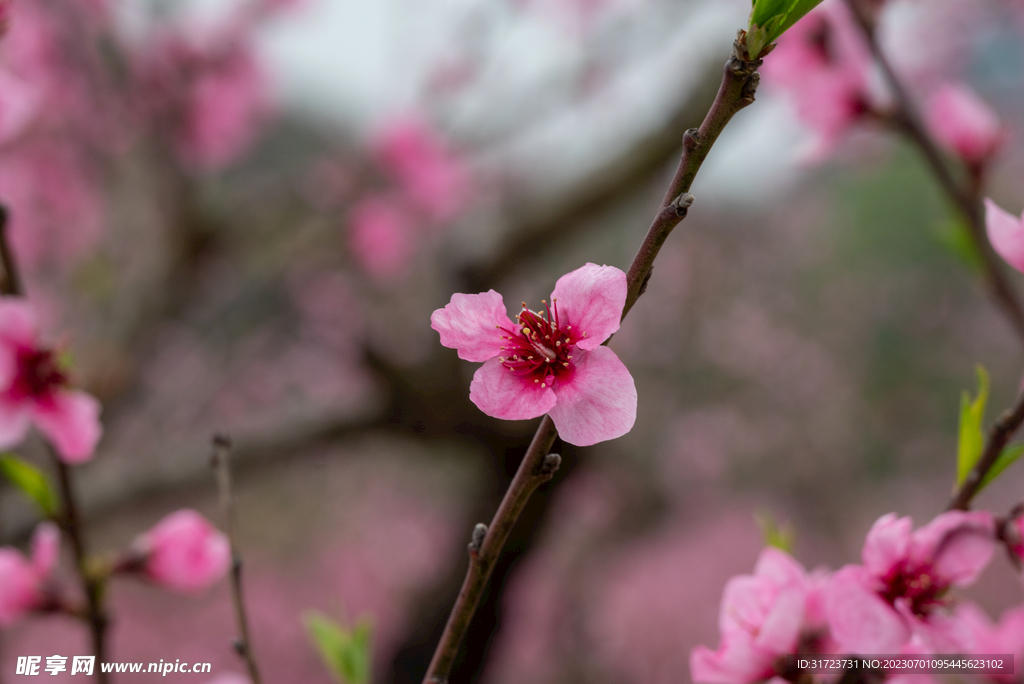 桃花 